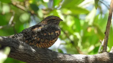 Nightjars Feeding Habits on a Tree