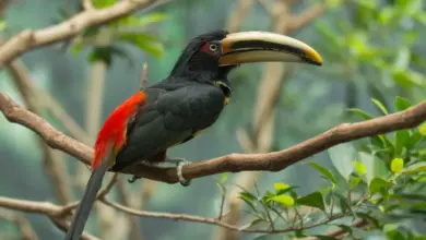 Pale-mandibled Aracaris Perched on Branch