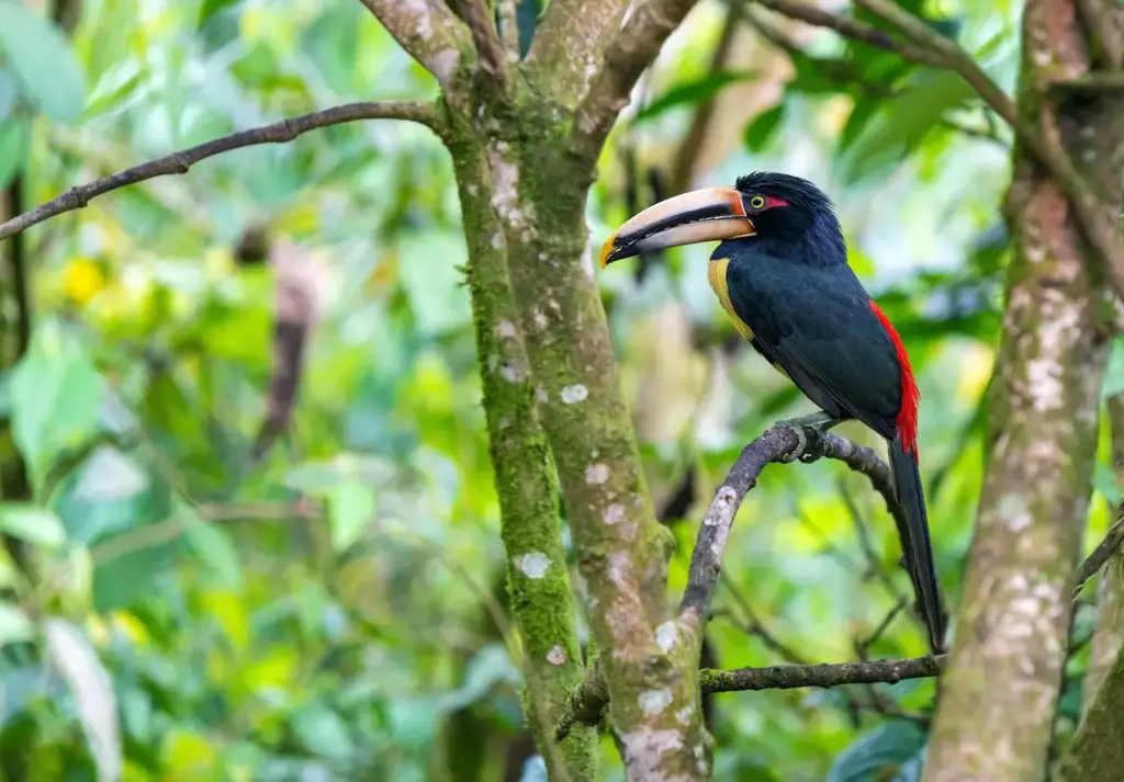 Pale-mandibled Aracaris Image into the Woods 