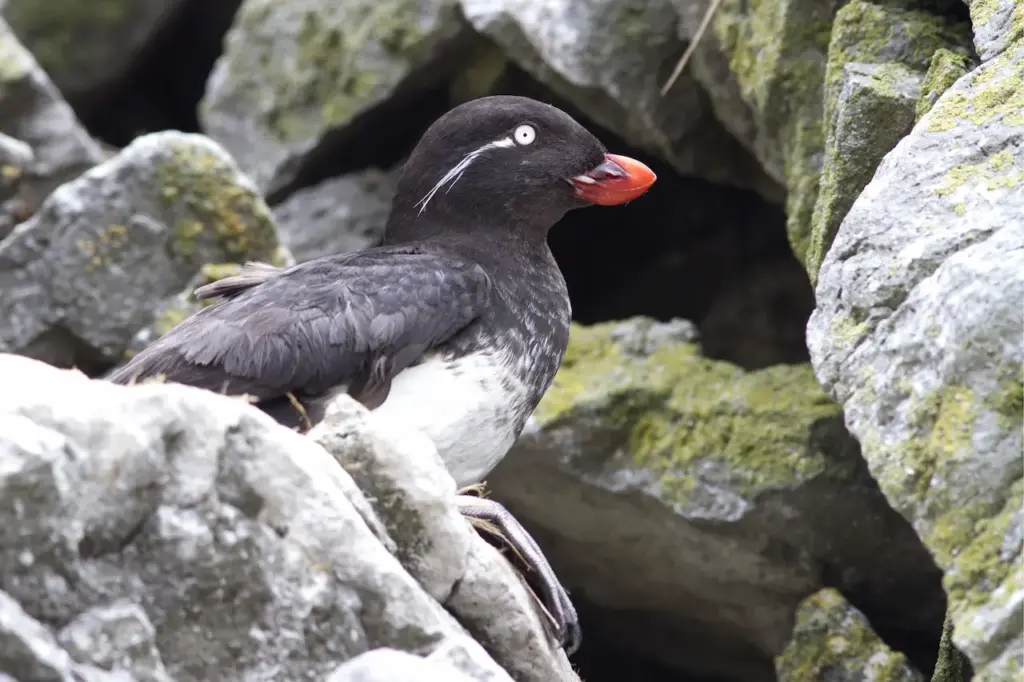 Parakeet Auklet Sitting Among in the Rocks 