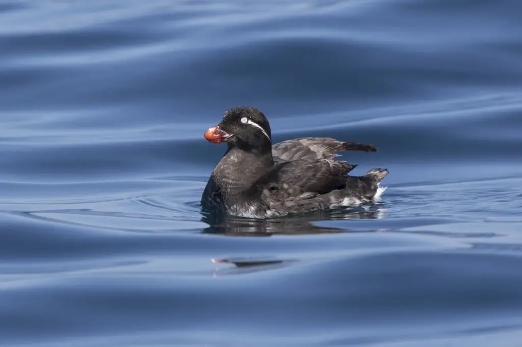 Parakeet Auklets Floating on a Water