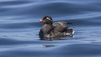 Parakeet Auklets Floating on a Water