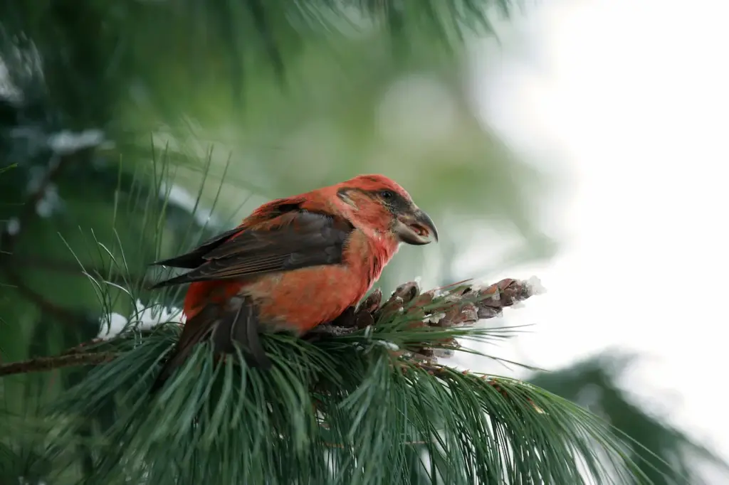 Parrot Crossbills Eating Pine Cones