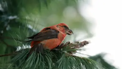 Parrot Crossbills Eating Pine Cones
