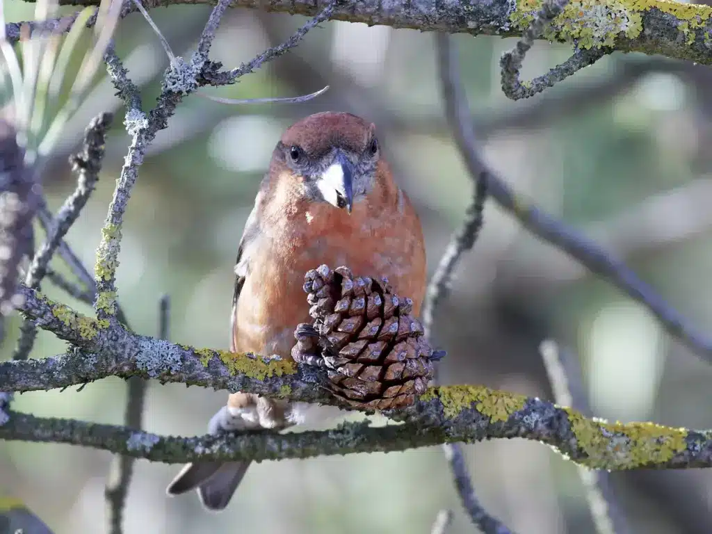 Parrot Crossbills in its Natural Habitat