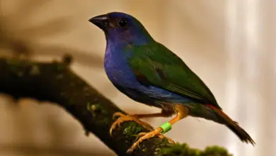 Parrotfinch Species on a Branch