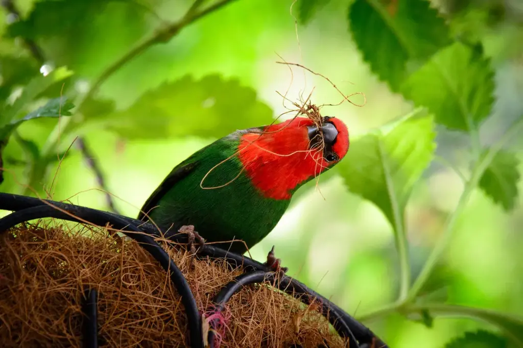 Bird Nesting on a Tree Parrotfinches Captive Breeding