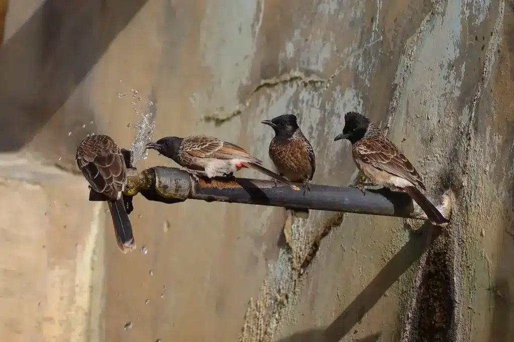 Four Bulbul Bird Drinking Water. Passerines