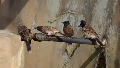 Four Bulbul Bird Drinking Water. Passerines