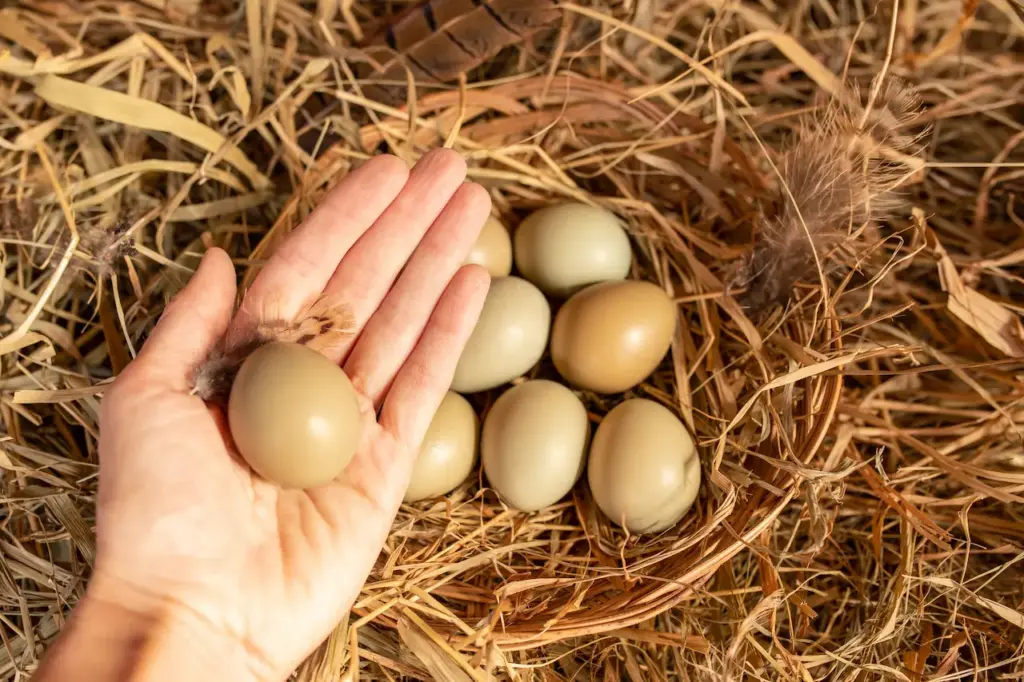 Pheasant Egg on the Hands  