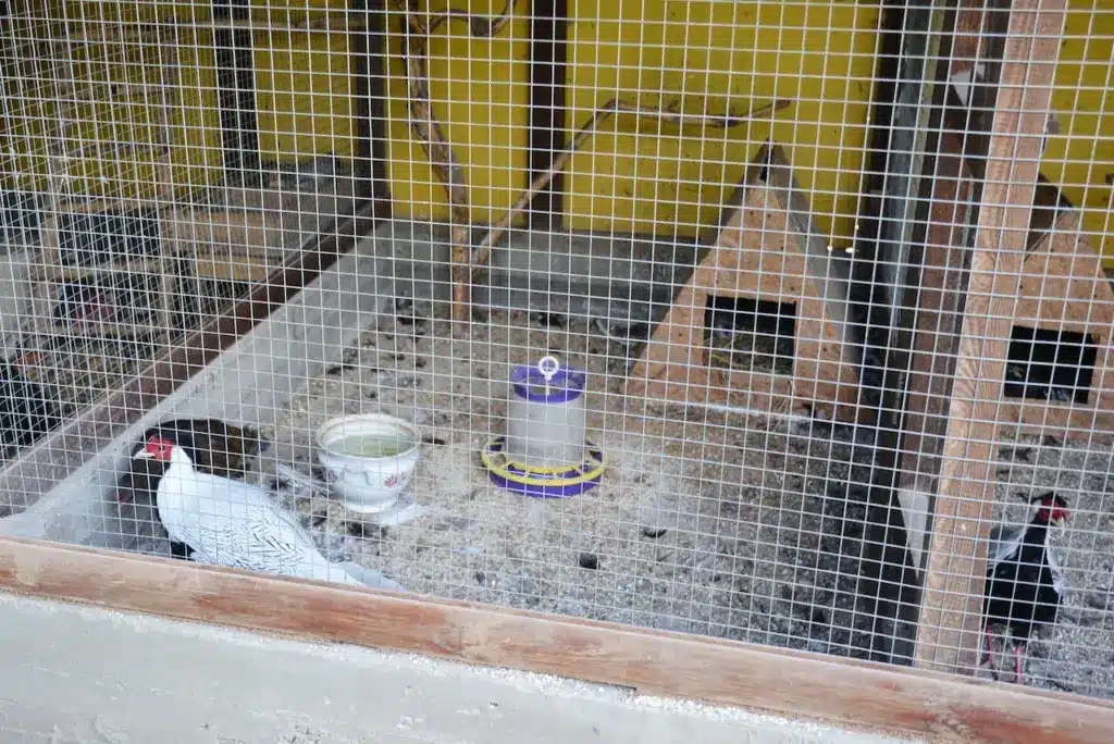 Pheasant in a Cage 