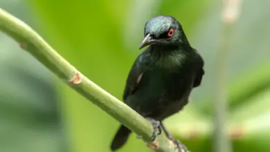 Philippines Crows and Starlings on a Thorn