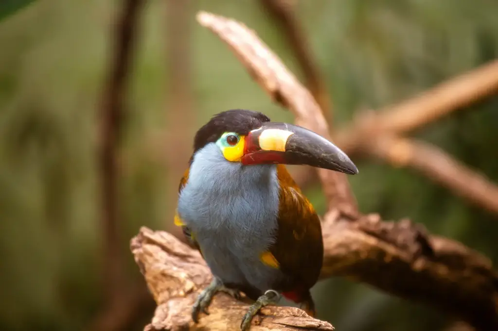 Plate-billed Mountain-toucans on a Tree