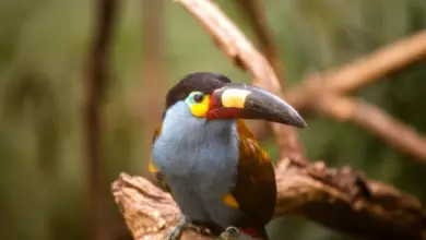 Plate-billed Mountain-toucans on a Tree