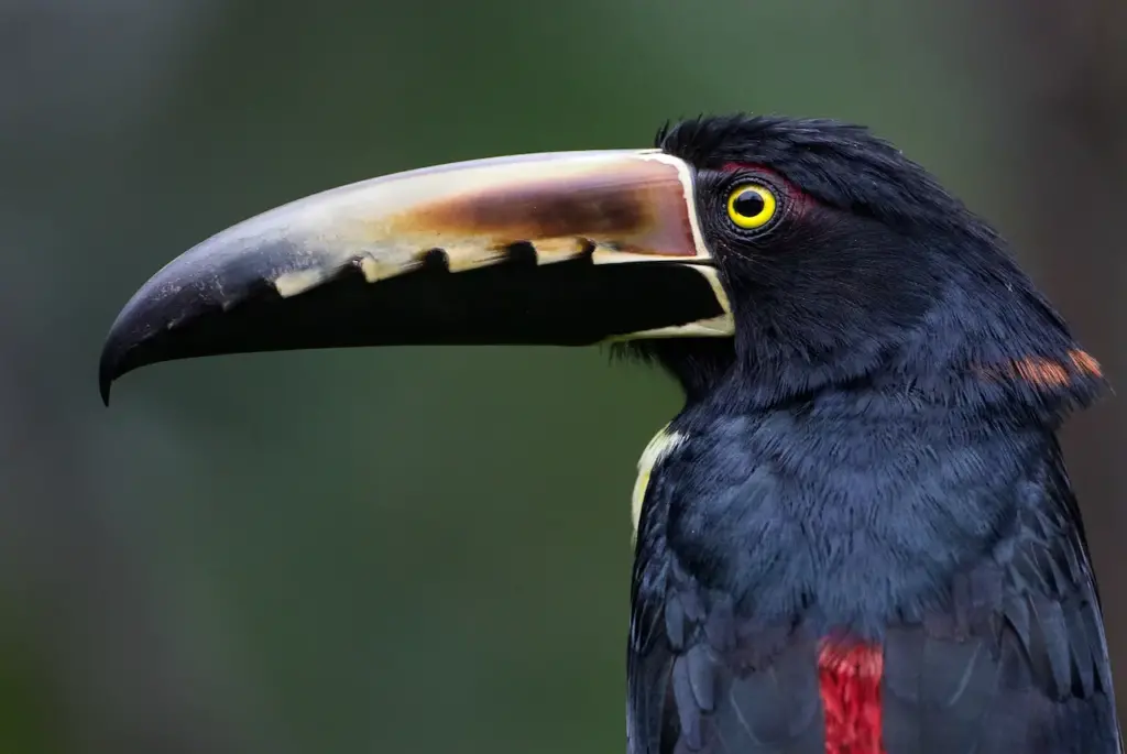 Porriat of Collared Aracaris