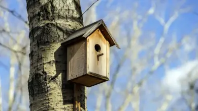 Prothonotary Warblers Nesting Box on a Tree