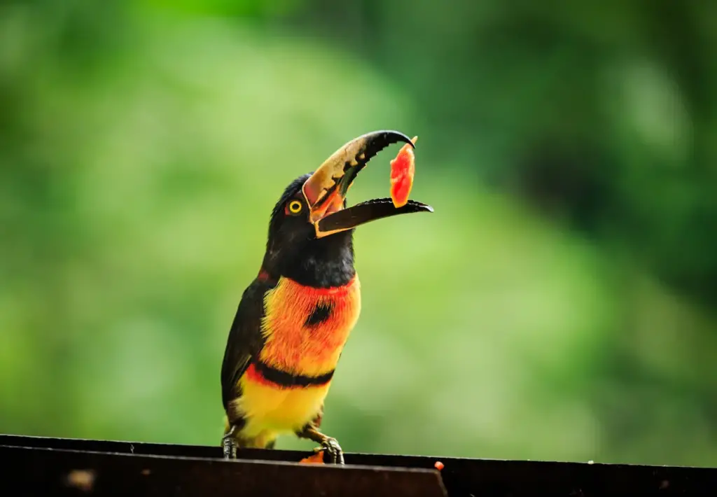Red-breasted Toucan Eating Papaya 