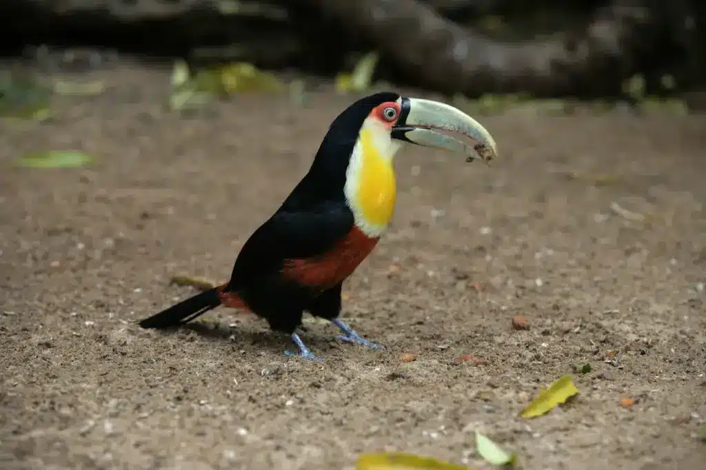 A Bird on the Ground Red-breasted Toucans