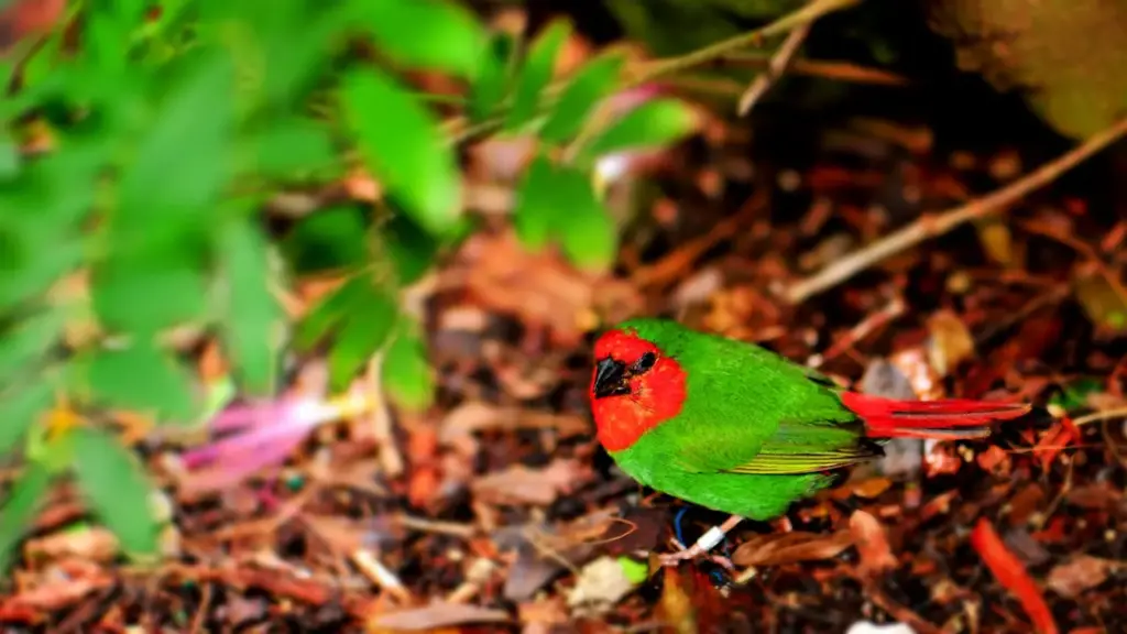 Red-headed Parrotfinches on the Ground