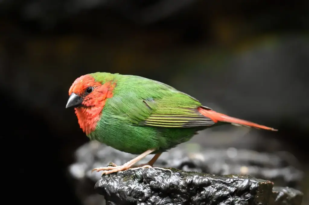 Red-throated Parrotfinches Standing on a Rocks