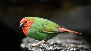 Red-throated Parrotfinches Standing on a Rocks