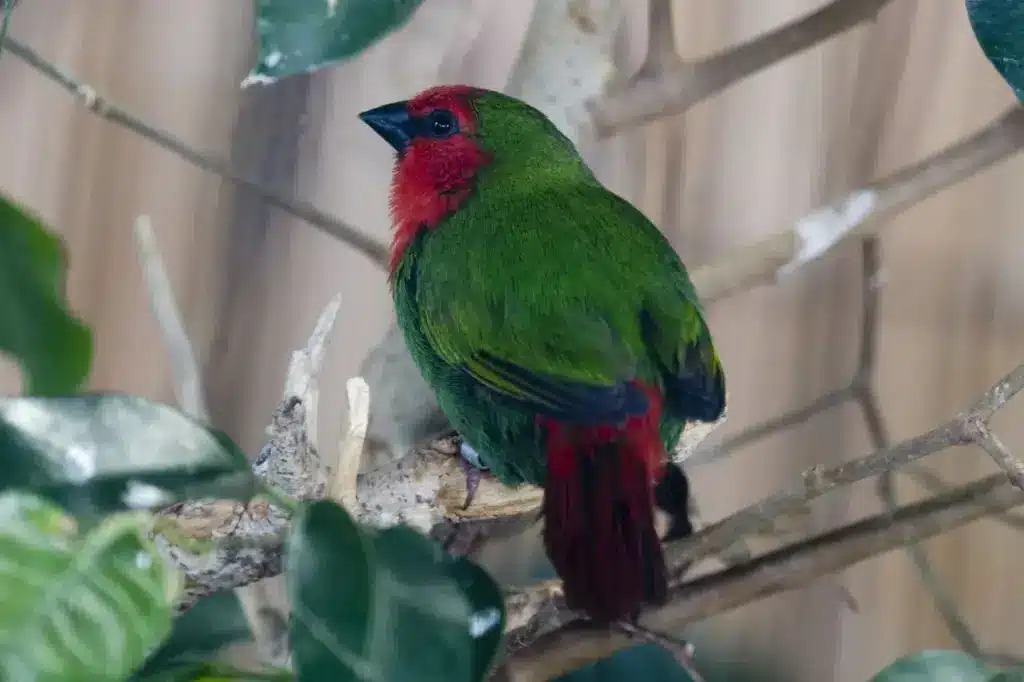 Red-throated Parrotfinches on Branch