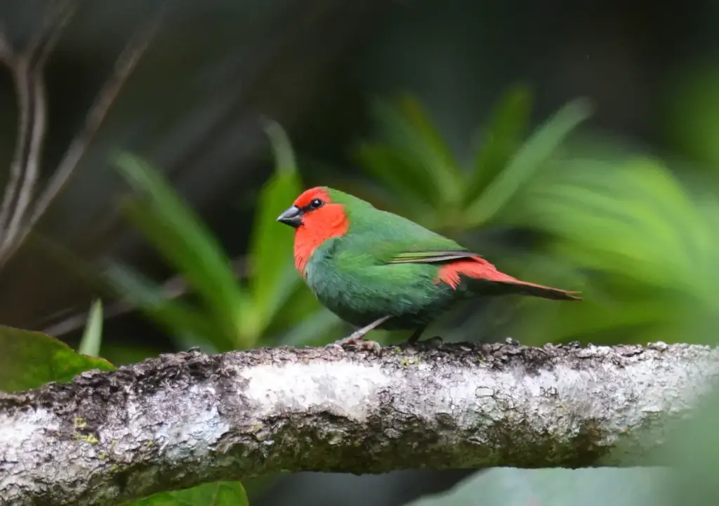Red-throated Parrotfinches on a Woods 
