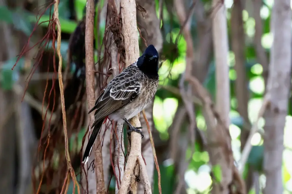 Red-vented Bulbul Resting into the Woods 