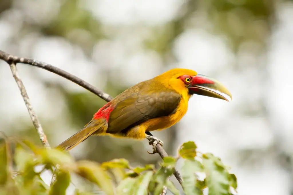 Saffron Toucanet Holding On A Branch 