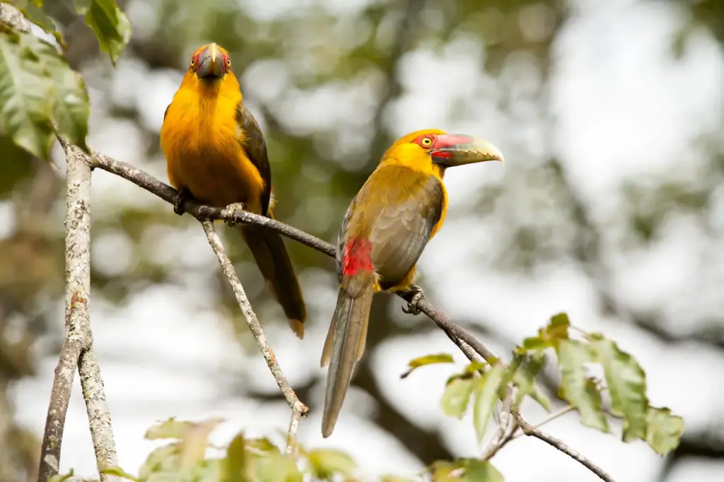 Saffron Toucanet Pair Sitting On A Branch