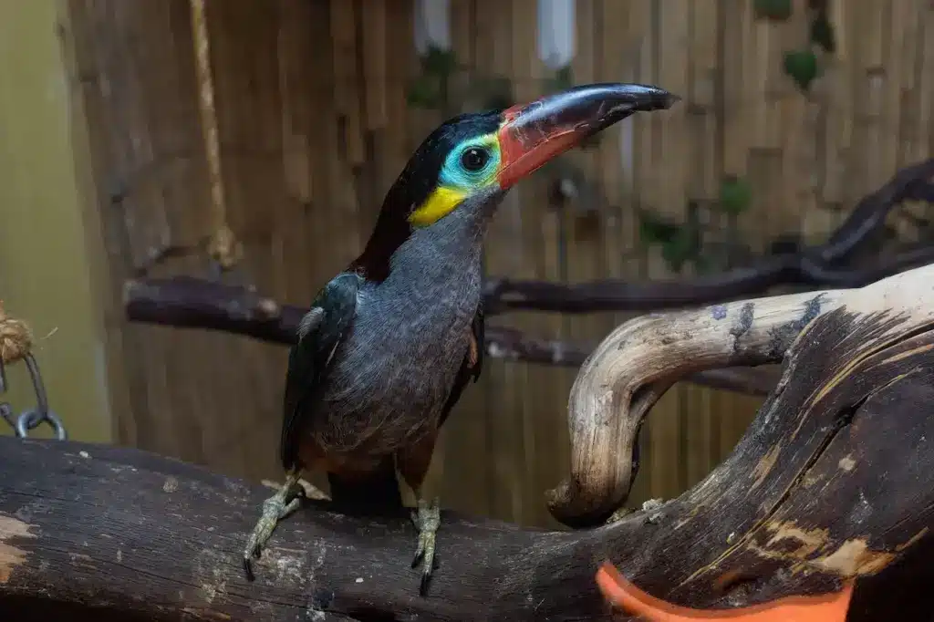 Selenidera Toucans Perched on the Woods