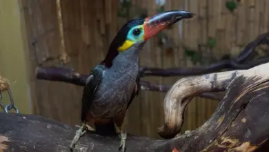 Selenidera Toucans Perched on the Woods