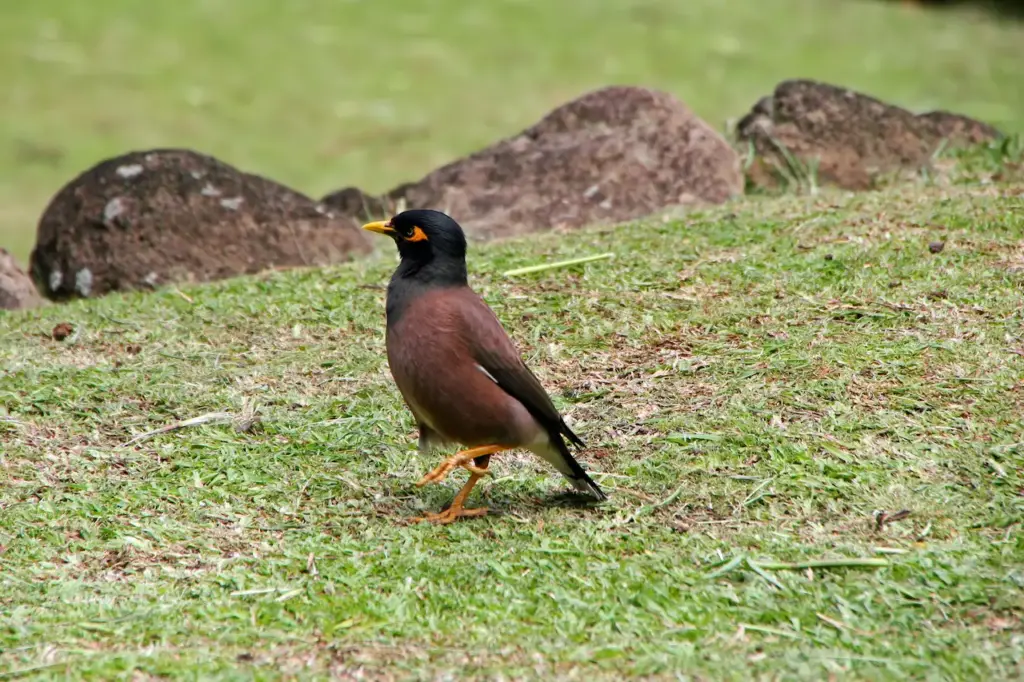 Side View of Black-headed Munia 