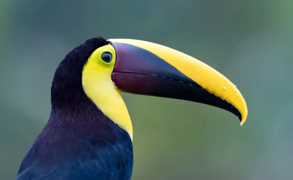 Side View of Chestnut-mandibled Toucans 
