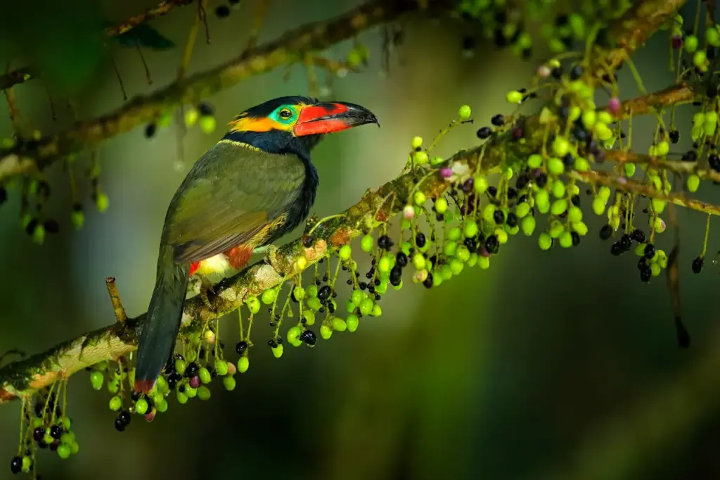 Small Toucan with Fruits 