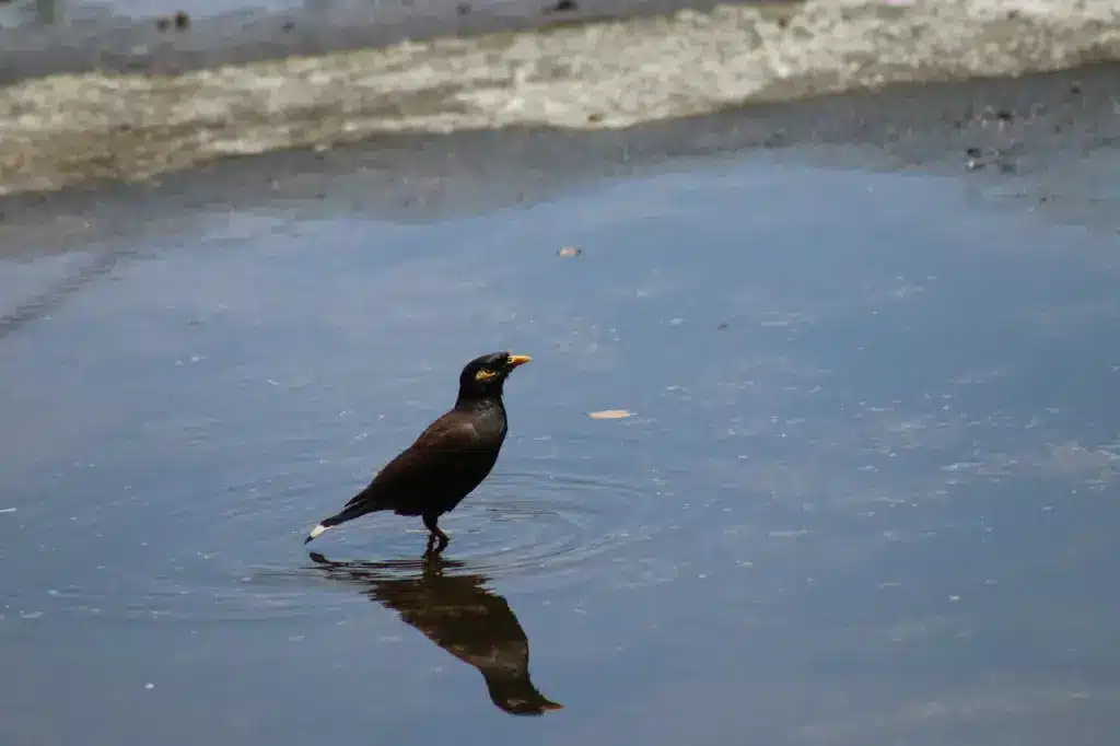 Southern Hill Myna Standing in the Water 