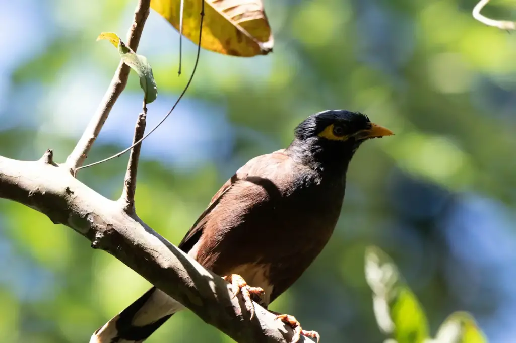 A Myna Perched on Tree Southern Hill Mynas