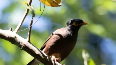 A Myna Perched on Tree Southern Hill Mynas