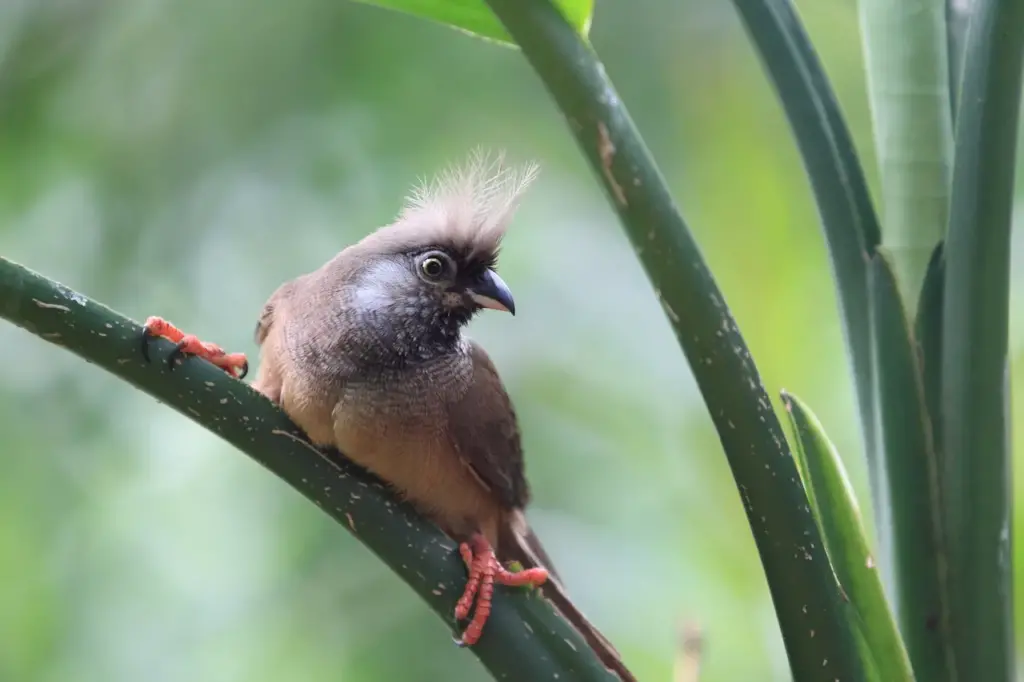 Speckled Mousebird on the Leaf.
