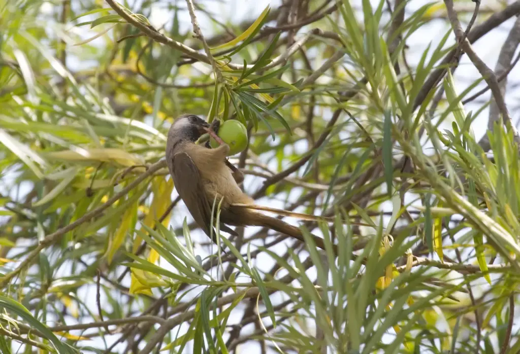 Speckled Mousebird Eating Fruit