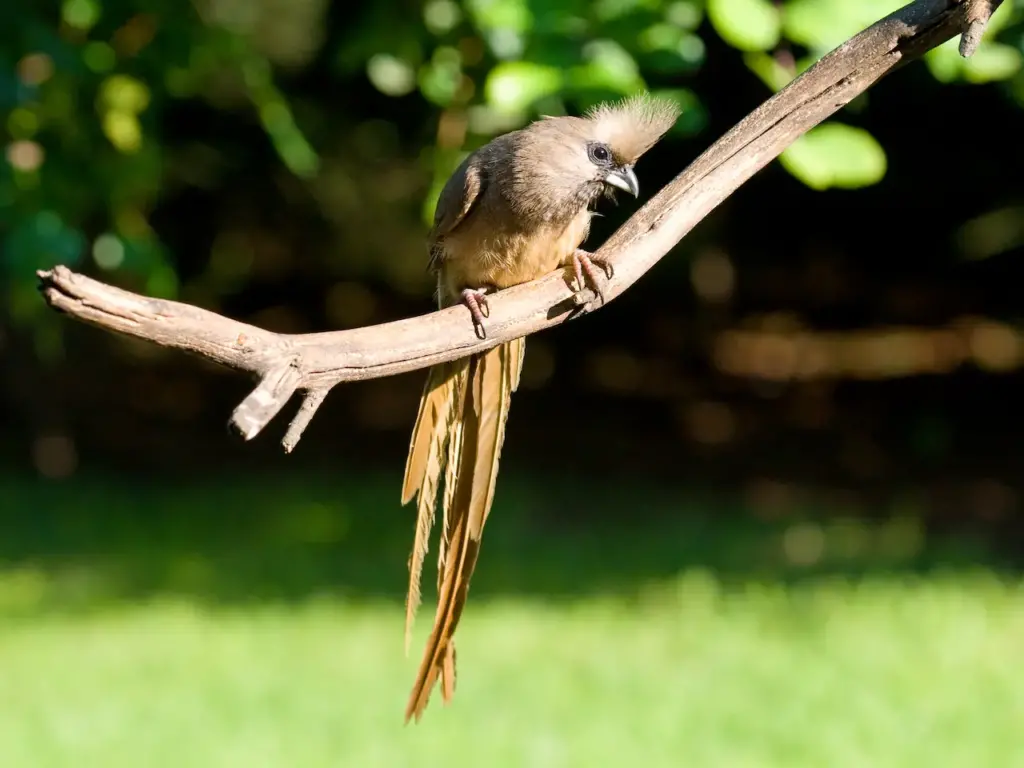 Speckled Mousebird on the Tree Branch 