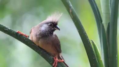 Speckled Mousebirds