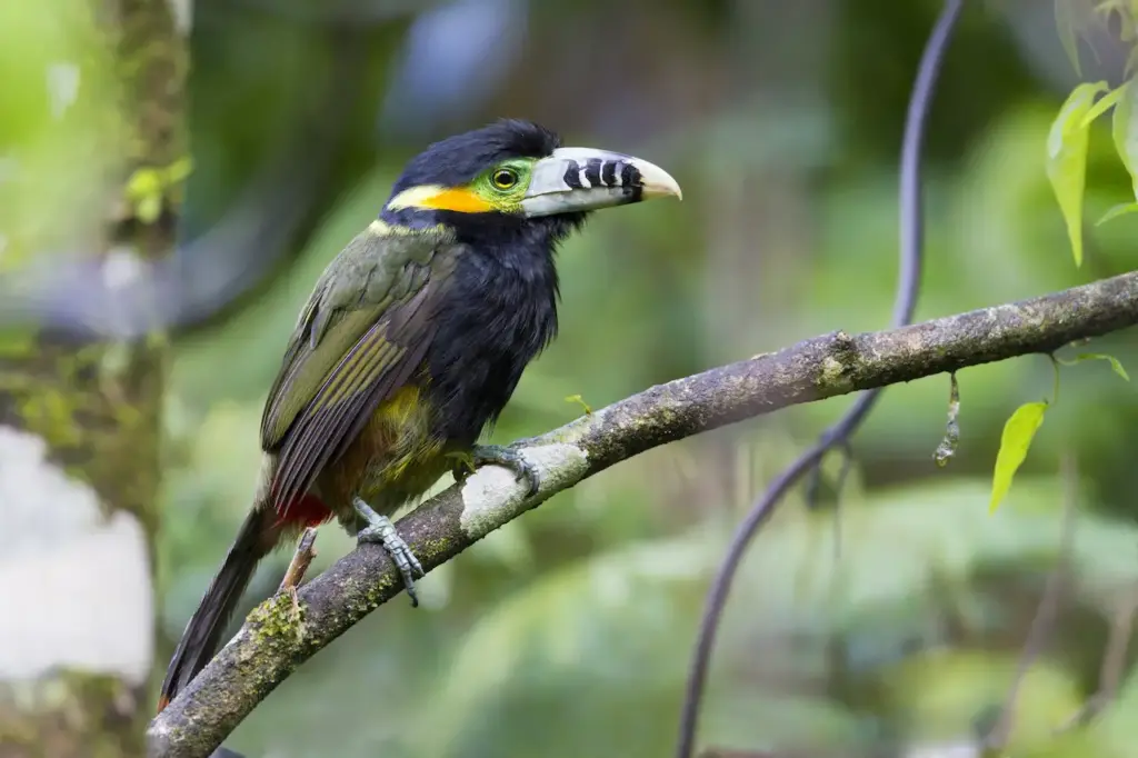 Spot-billed Toucanet on a Tree Branch 