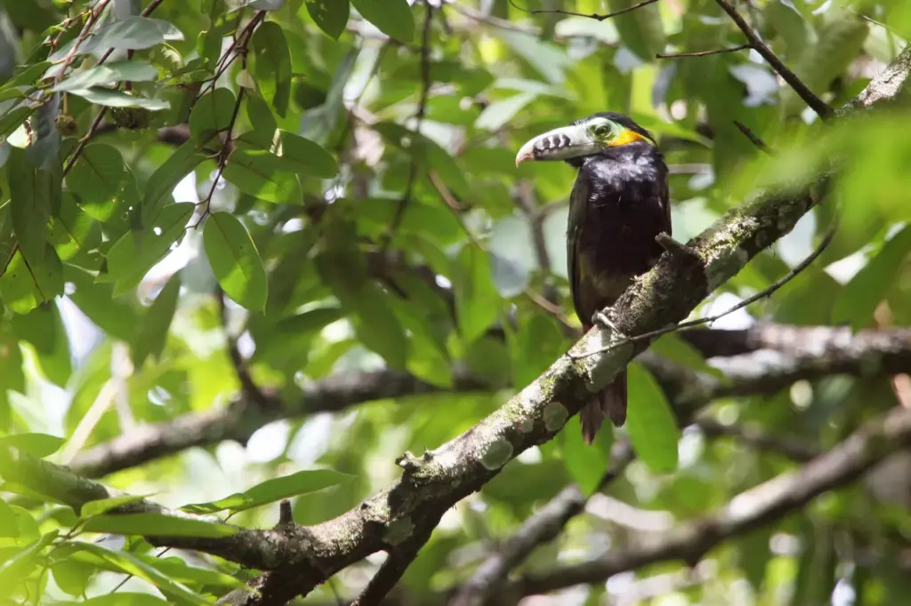 Spot-billed Toucanets (Selenidera maculirostris)