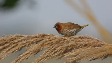 Spotted Munias Perched on the Plants