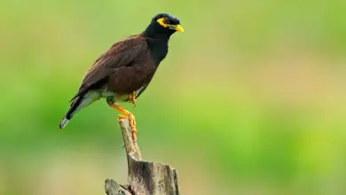 Sri Lanka Mynas Perched on a Fence