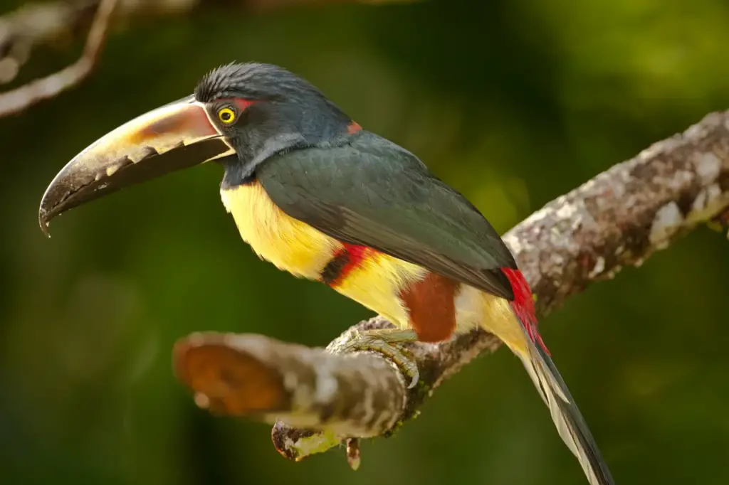 A Stripe-billed Aracaris Perched on Tree