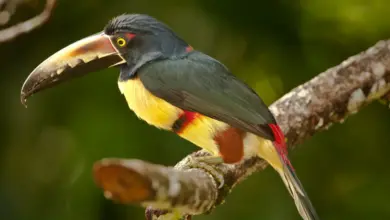 A Stripe-billed Aracaris Perched on Tree