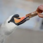 Swan Diet Eating Bread from the Hands of Man