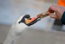 Swan Diet Eating Bread from the Hands of Man